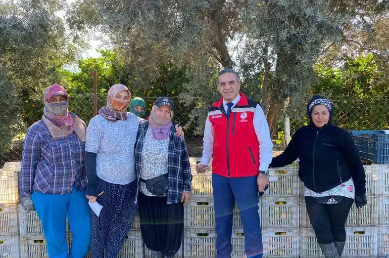 Aydın’da mandalina hasadı başladı
