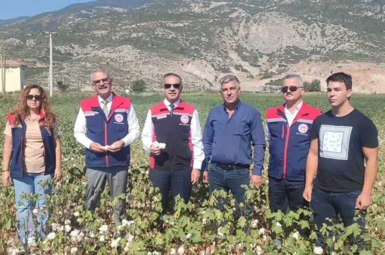 Aydın’da pamuk tarlalarına inceleme
