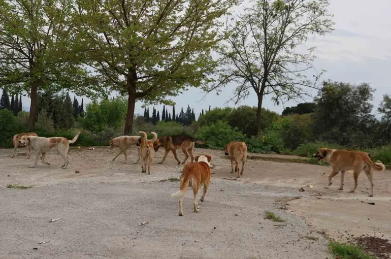 Aydın’da sahipsiz sokak hayvanları için çalışmalar sürüyor
