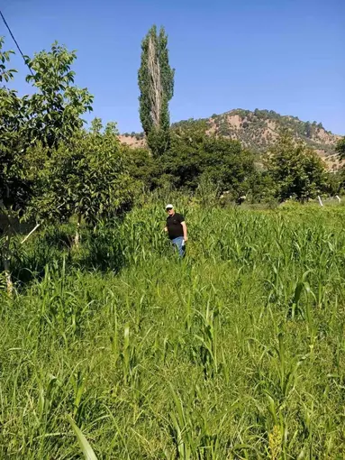 Aydın’da sorgum otu ekili alanlar kontrol edildi
