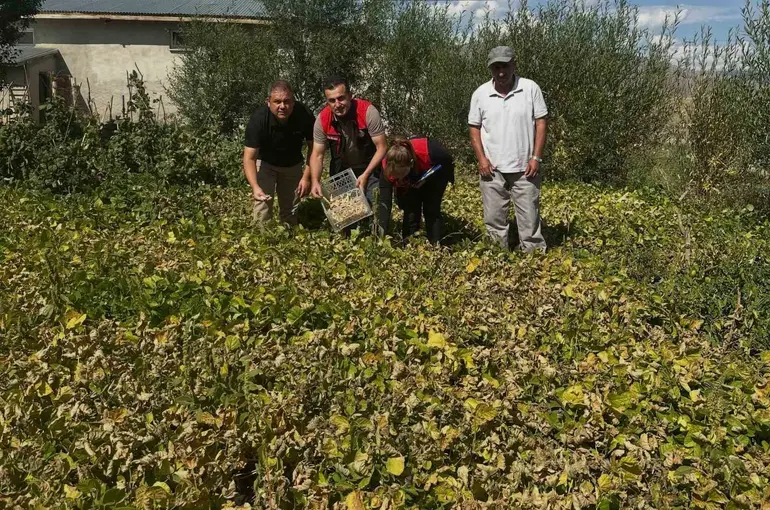 Aydıntepe şeker fasulyesi tarlada denetlendi
