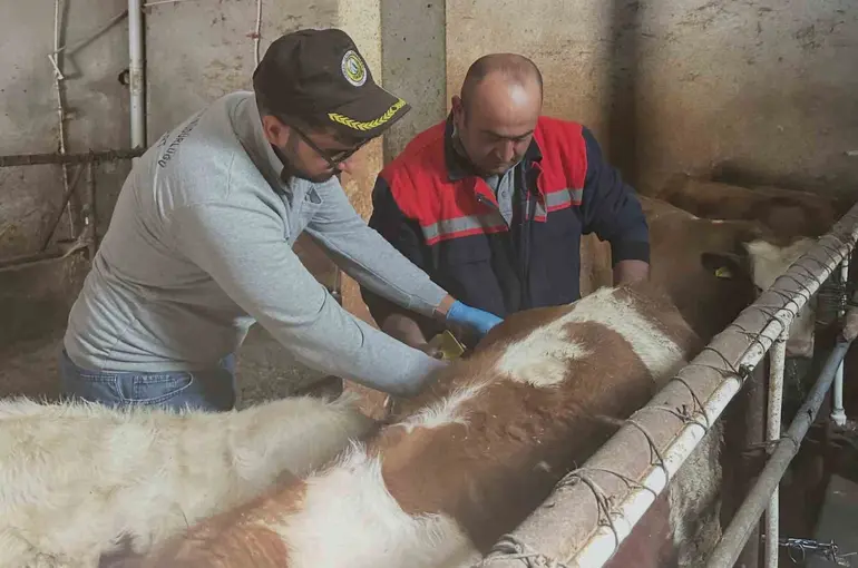 Aydıntepe’de büyükbaş hayvanlara şap aşılaması sürüyor
