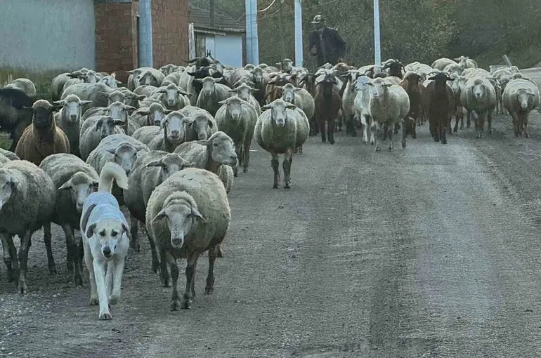 Aylık 50 bin liraya çoban bulamıyorlar
