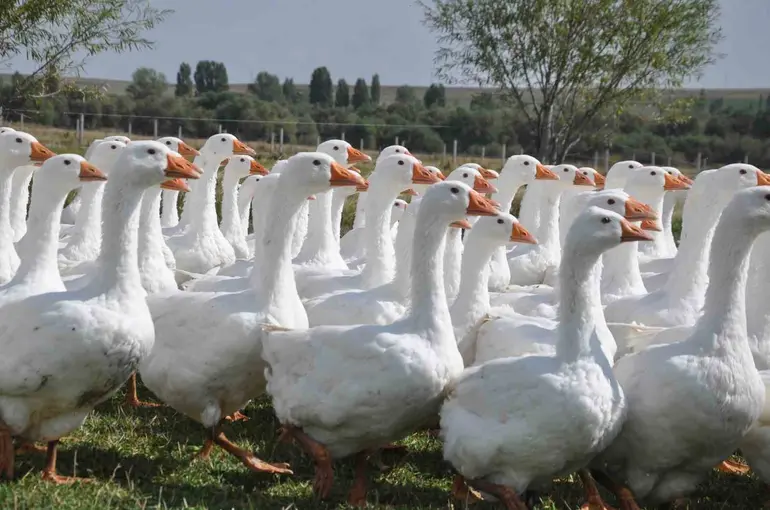 Başkanlığı bıraktı, kaz yetiştirmeye başladı
