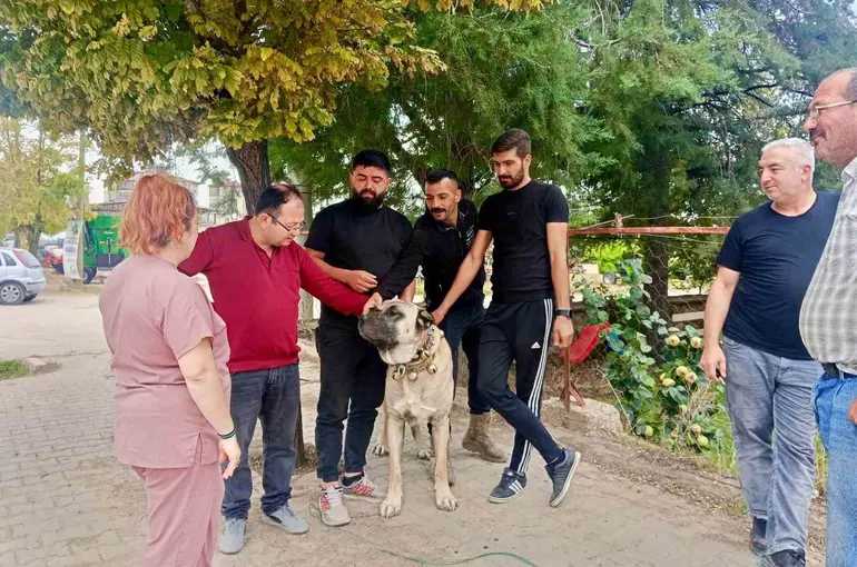 Başmakçı’da evcil hayvanlar kimliklendiriliyor
