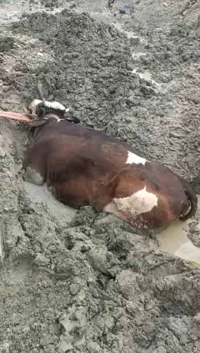 Bataklıkta mahsur kalan inek iş makinesiyle kurtarıldı
