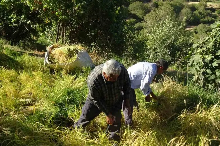 Batman’da asırlardır orakla pirinç hasadı yapılıyor
