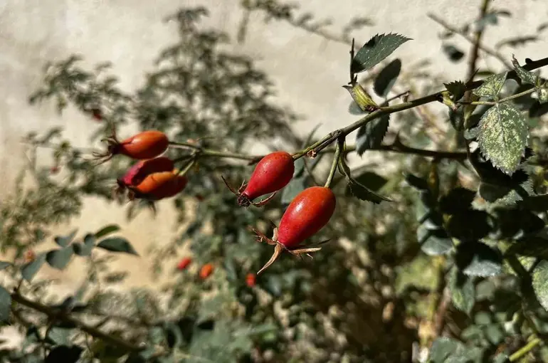 Bayburt’un dağlarında kuşburnu bolluğu
