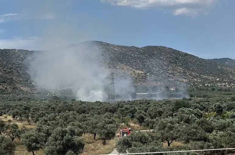Bayındır’da zeytinlik alanda yangın
