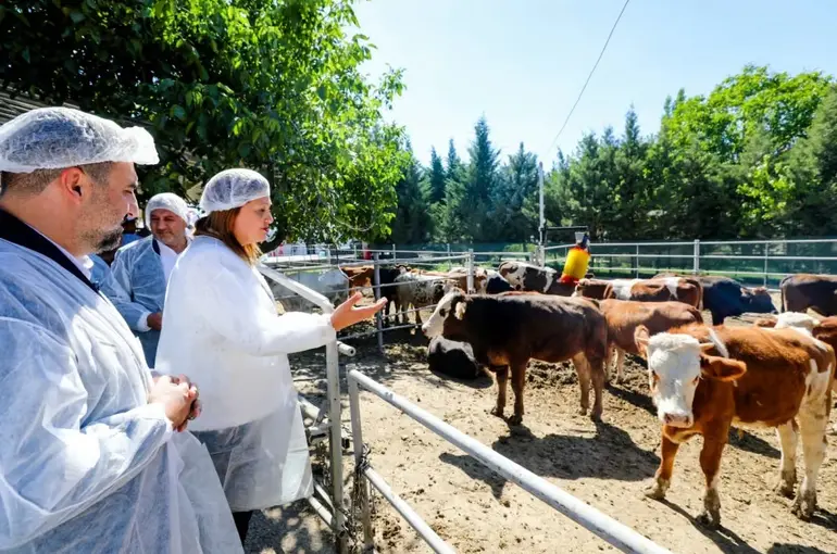 Belediye vatandaşın ucuz et ihtiyacı karşılamak için besi çiftliği kurdu
