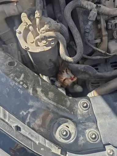 Belen ve Antakya’da mahsur kalan hayvanlar kurtarıldı
