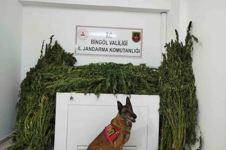 Bingöl’de 91 kilo esrar ele geçirildi
