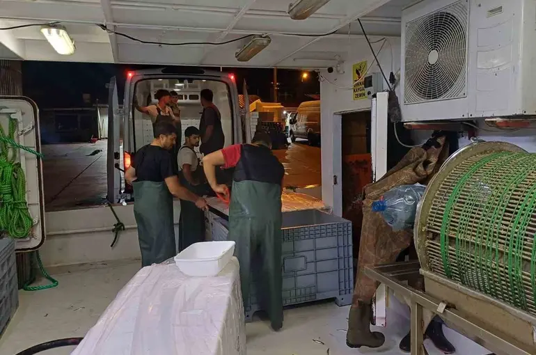 Bir ayda 198 ton hamsi çıkışı oldu
