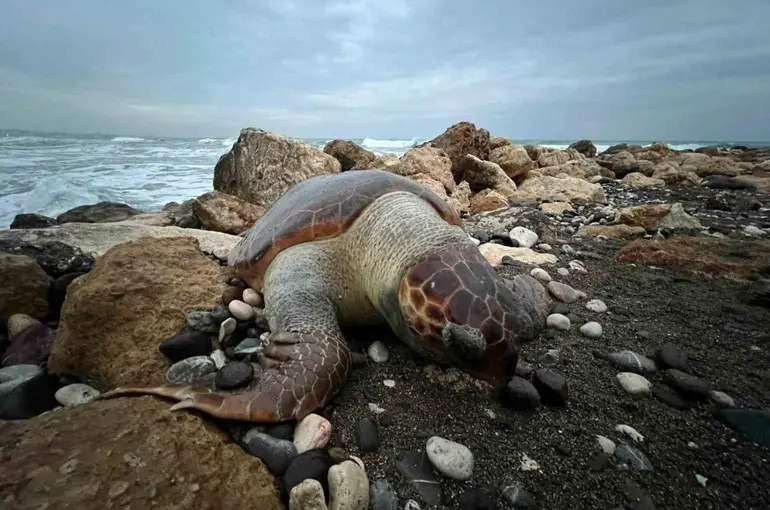 Bir caretta caretta daha ölü bulundu:15 günde 7’inci ölüm
