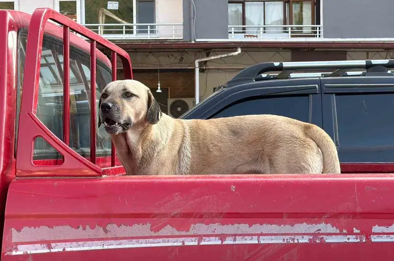 Bir kamyonetin kasasında başlayan yolculuk, sıra dışı bir dostluğa dönüştü

