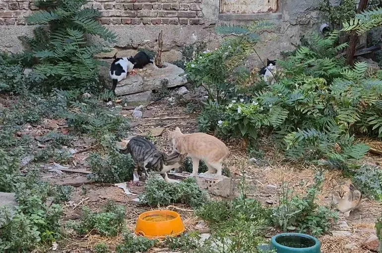 Bir kediyle başladı, kedi sokağına dönüştü
