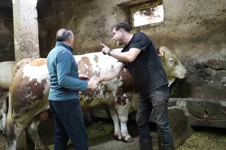 Bir ton 250 kilogramlık dev tosun 550 bin TL’ye satıldı

