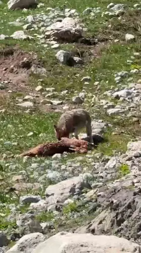 Bir yandan yakaladığı dağ keçisin yiyen kurt, diğer yandan havada süzülen akbabalar
