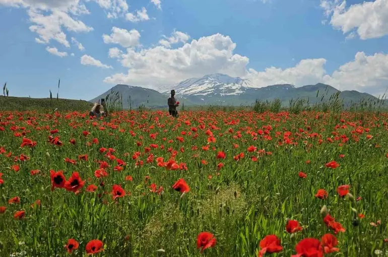 Bitlis’in Adilcevaz ilçesinde gelincik ve karın büyüleyici buluşması
