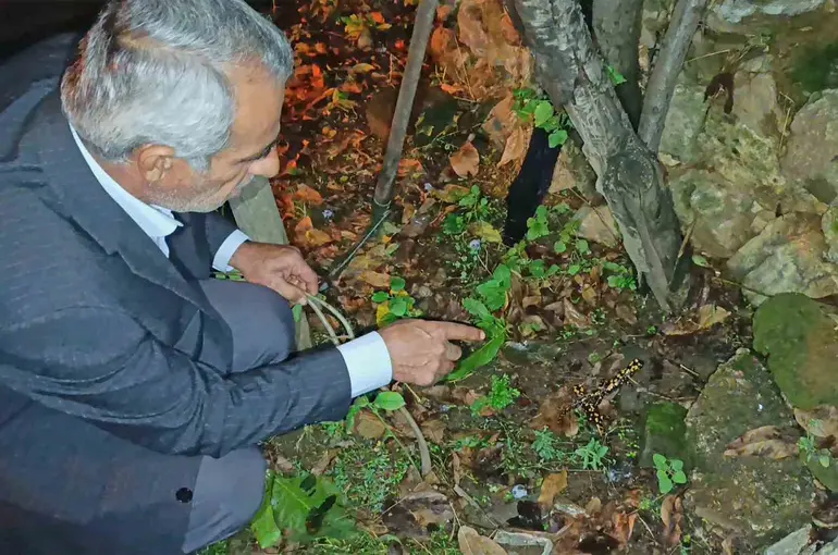 Bitlis’teki bir bahçede üç benekli semender görüntülendi
