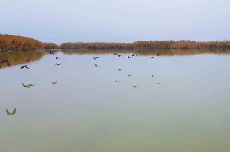 Bitlis’ten göç etmeyen kuşlar sıcak sulara sığındı
