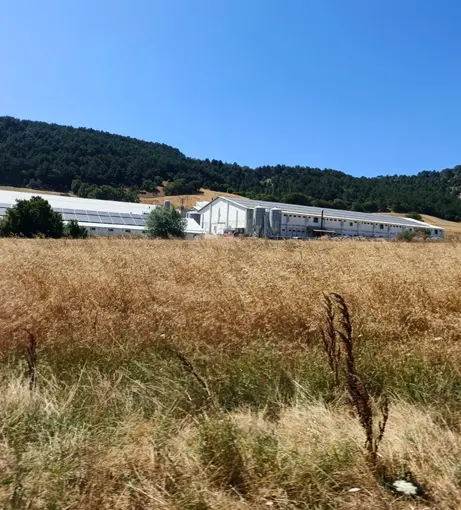 Bolu’da hindi çiftliğinde korkutan yangın: Facianın eşiğinden dönüldü
