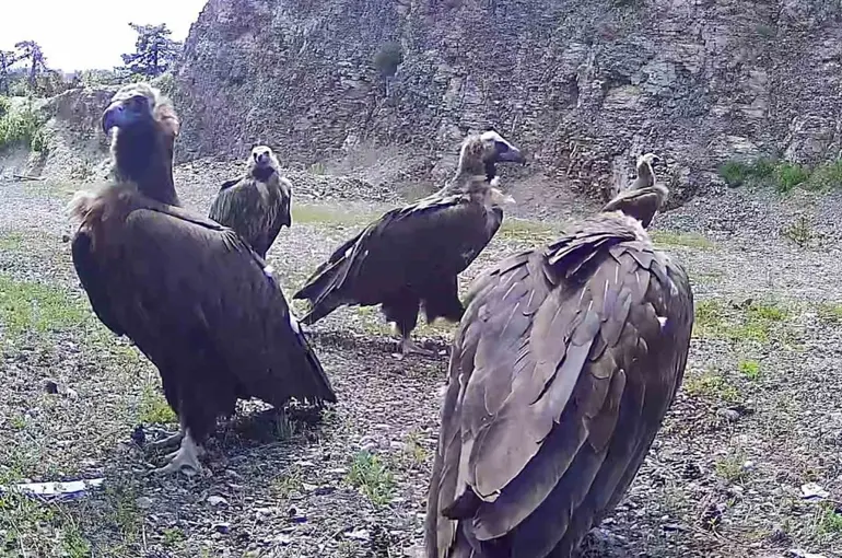 Bolu’da nesli tehlike altında olan kara akbabalar görüntülendi
