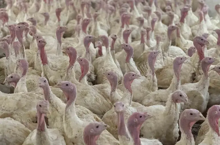 Bolu’da üreticilere "kuş gribi" uyarısı
