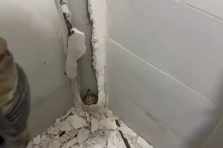 Boruda mahsur kalan kedi duvar kırılarak kurtarıldı
