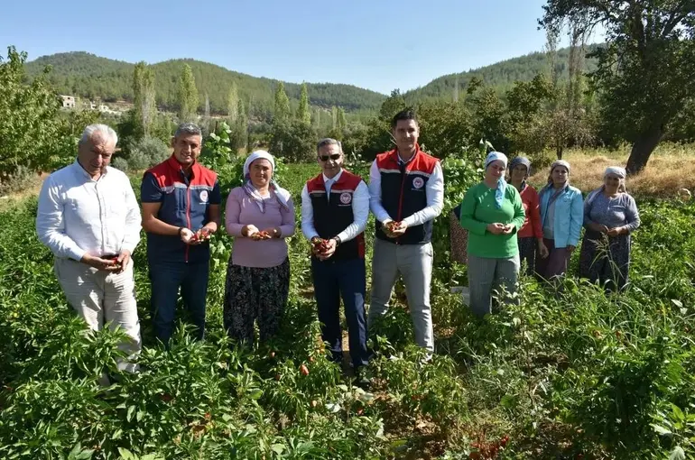 Bozdoğan’da turşuluk biber hasadı gerçekleştirildi
