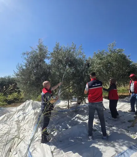 Bozdoğan’da zeytin hasadı üretici bahçesinde gerçekleştirildi
