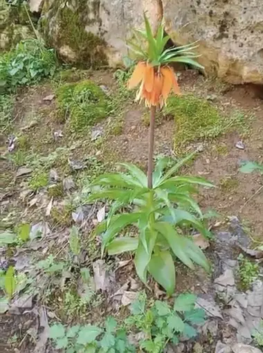 Bu çiçeği koparmanın cezası ikinci el araba fiyatını geçiyor
