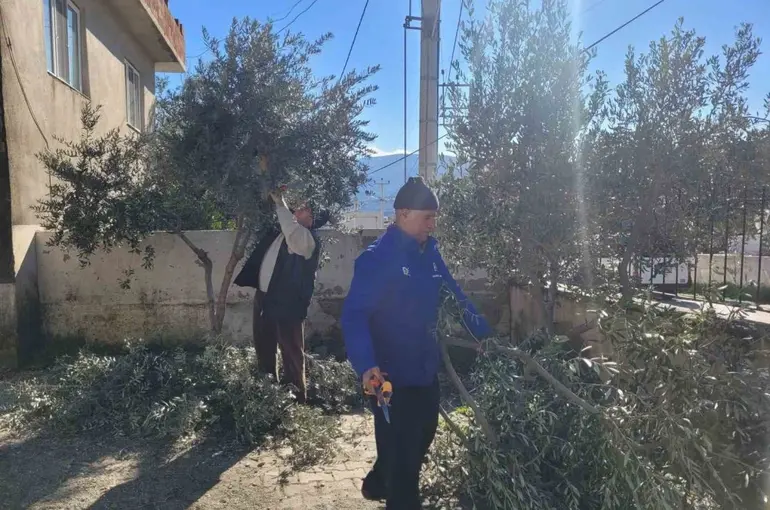 Buharkent’te kursiyerler zeytin ağaçları başında ter döktü
