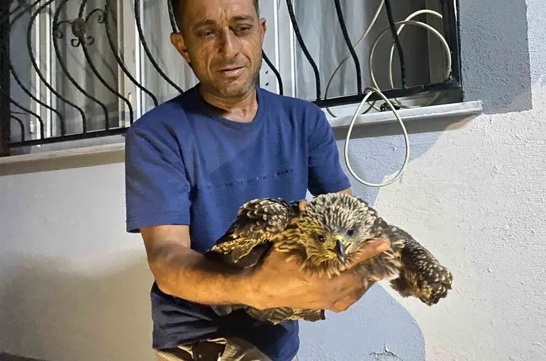 Bulduğu şahine ciğer dürüm söyledi
