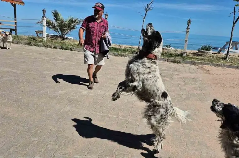Bunlar da dronsavar köpekler
