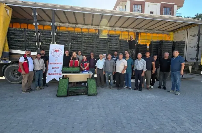 Burhaniye’de çiftçilere 300 bin 300 adet marul fidesi dağıtıldı
