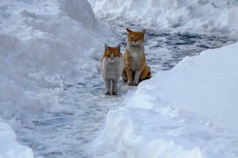 Buzlanma ve dona dikkat
