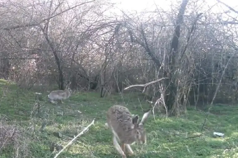 Çankırı’da yaban hayatı kamerada
