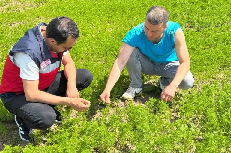 Çavdarhisar’da çörek otu üretim alanlarında kontrol
