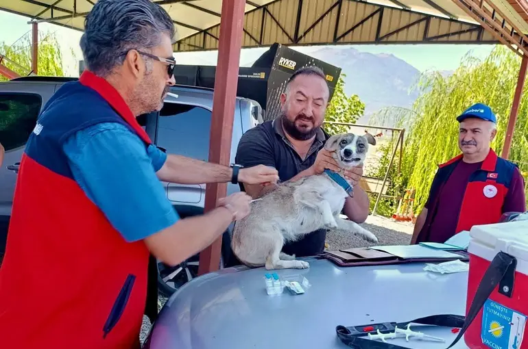 Çay’da evcil hayvanlara kimliklendirme ve kuduz aşısı yapıldı
