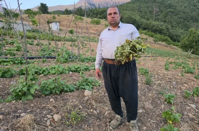 Çekirgeler üreticinin kabusu oldu
