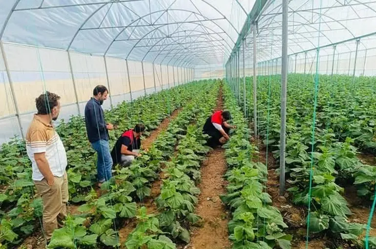 Cizre’de çiftçilere sera denetimi ve eğitimi
