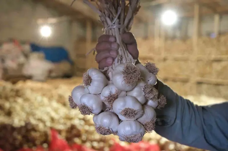 Çorum Üyük Sarımsağı coğrafi işaretle tescillendi
