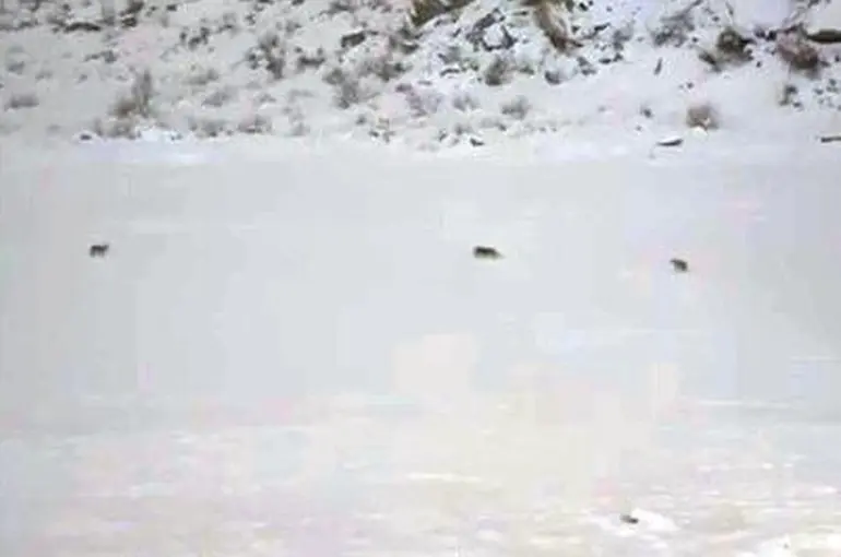 Çukurca’da kurt sürüsü görüntülendi
