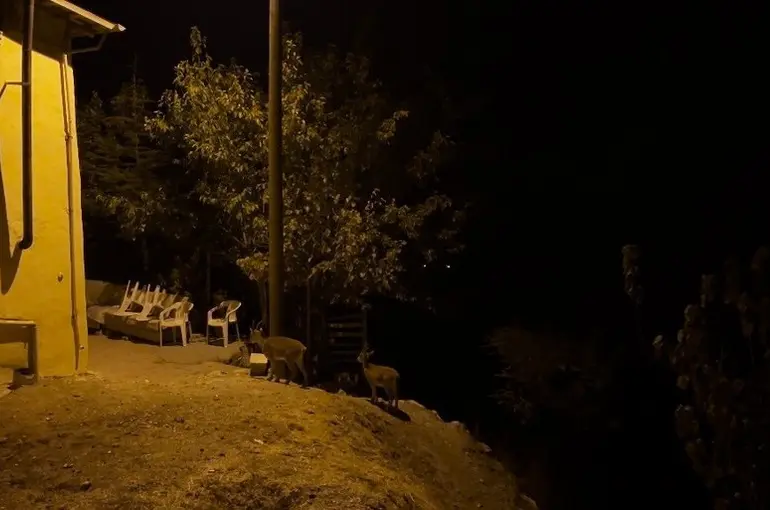 Dağ keçileri evlerin arasında yiyecek ararken görüntülendi
