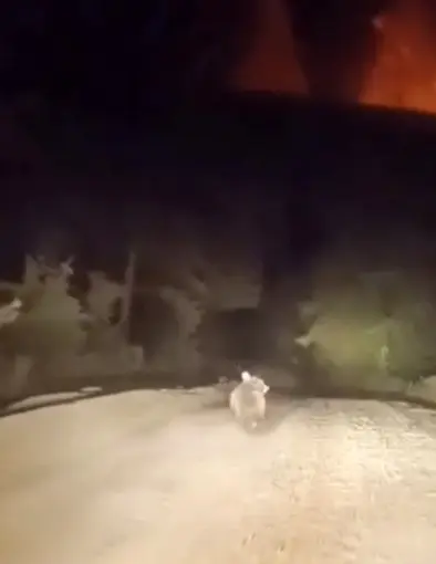 Dağ yolunda sürücüyle karşılaşan ayının panik anları
