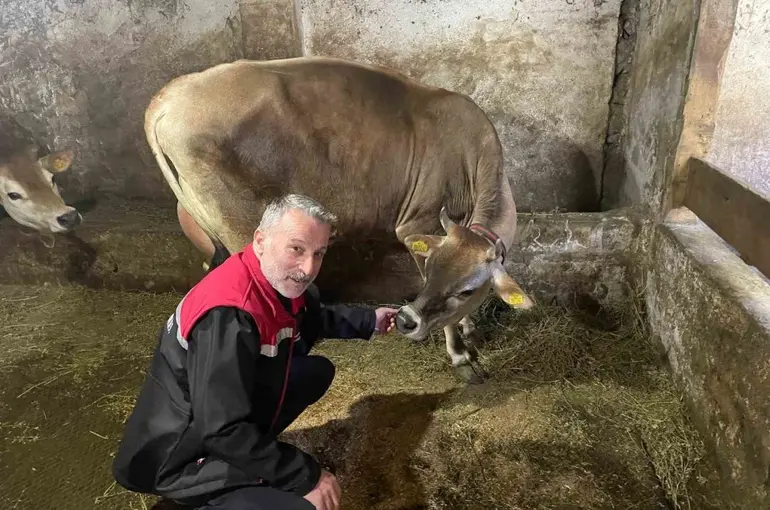Danimarka ve Amerika’dan getirildiler, Of’a kısa sürede uyum sağladılar
