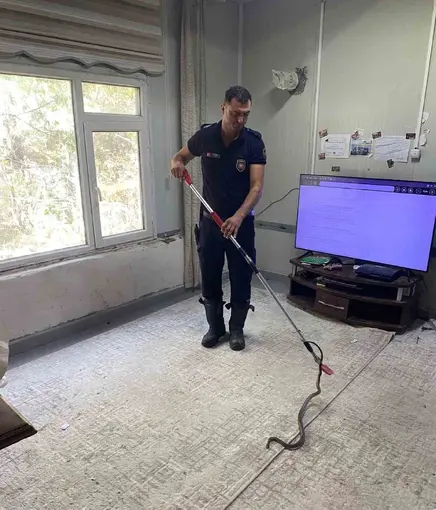 Defne’de eve giren yılanı itfaiye yakaladı
