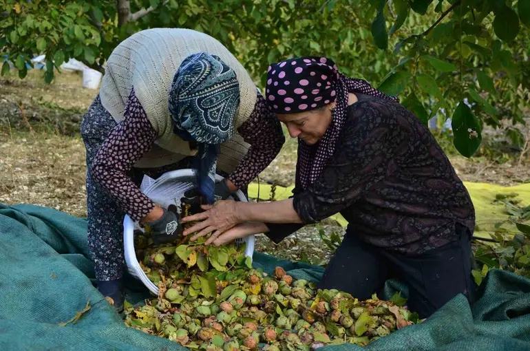 Demirci’de ceviz hasadına başlandı
