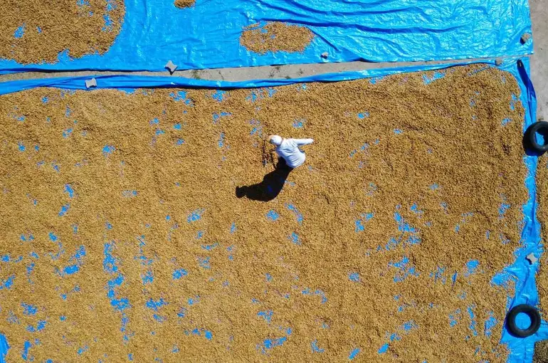 Demirci’nin badem bahçelerinde hasat heyecanı
